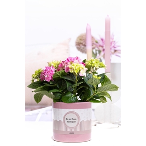 Hydrangea pink in P&P cadeau concept: TU ES FLEURTASTIQUE!