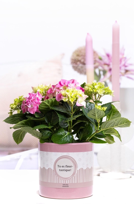 <h4>Hydrangea pink in P&P cadeau concept: TU ES FLEURTASTIQUE!</h4>