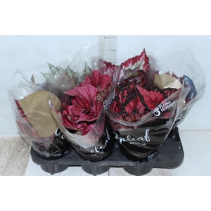 BEGONIA BELEAF P15 PO