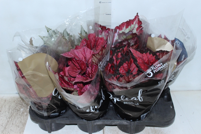 <h4>BEGONIA BELEAF P15 PO</h4>