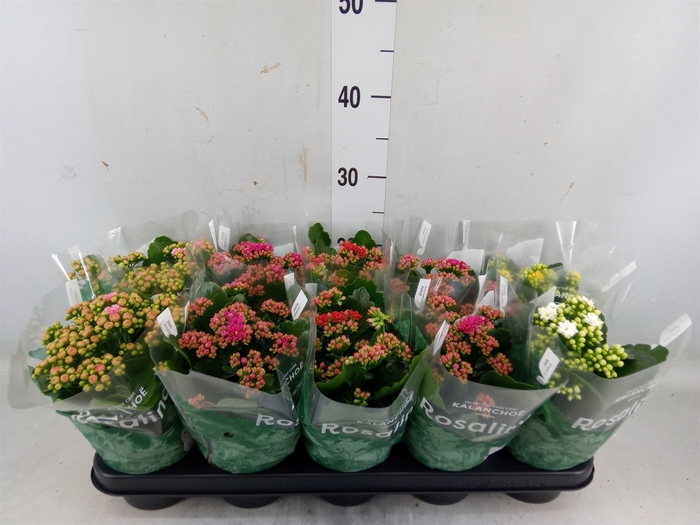 <h4>Kalanchoe blos. 'Rosalina'  ..mix 5</h4>