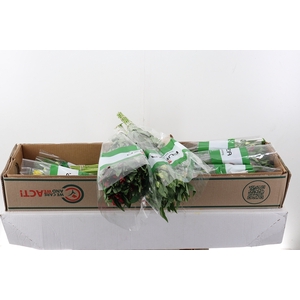 Alstr Gem Box Fu 70cm
