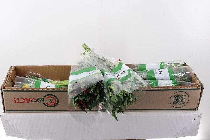 <h4>Alstr Gem Box Fu 70cm</h4>