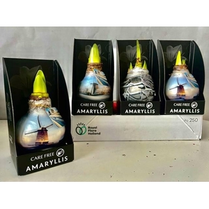 Bloembol Hippeastrum