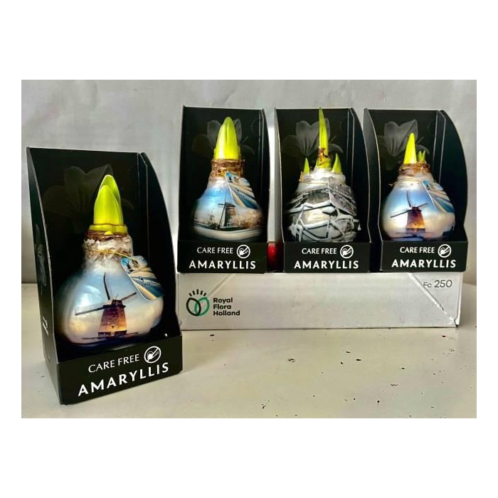 <h4>BLOEMBOL HIPPEASTRUM</h4>