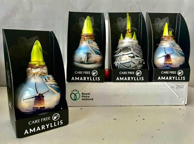 <h4>Bloembol Hippeastrum</h4>