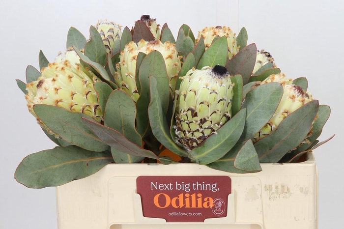 Protea Barbigera Ice Queen Air