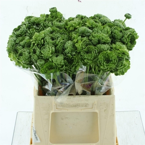 Ran Ponpon Riviera Green