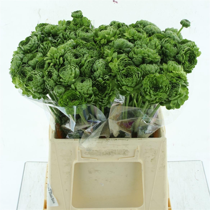 <h4>Ran Ponpon Riviera Green Extra</h4>