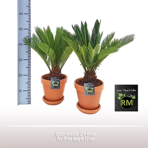 Cycas revoluta 15-20 veren Premium