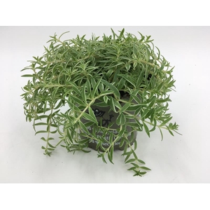 SEDUM LINEARE P10.5 SILVERSTAR