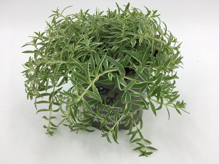SEDUM LINEARE P10.5 SILVERSTAR