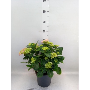 Hydrangea mac. 'Early'