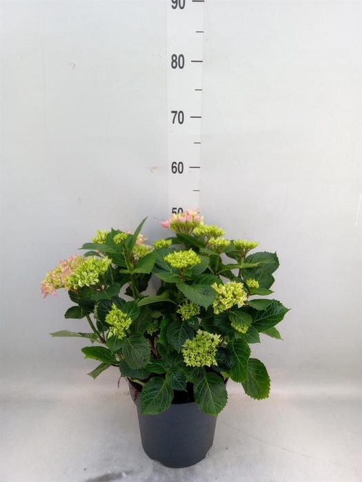 <h4>Hydrangea mac. 'Early'</h4>