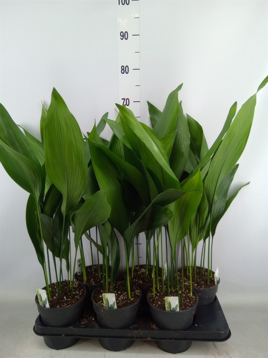 <h4>Aspidistra elat.</h4>