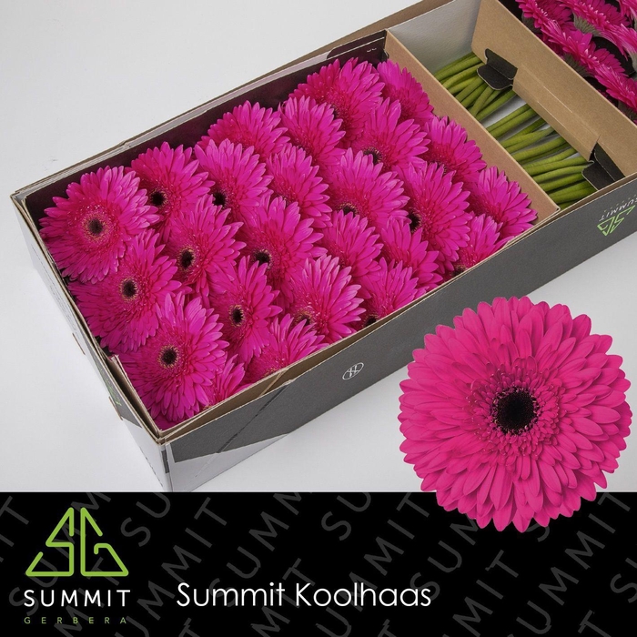 Gerbera Madeira Doos