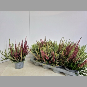 CALLU NOVA GEM 3 KL