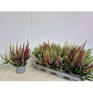 CALLU NOVA GEM 3 KL