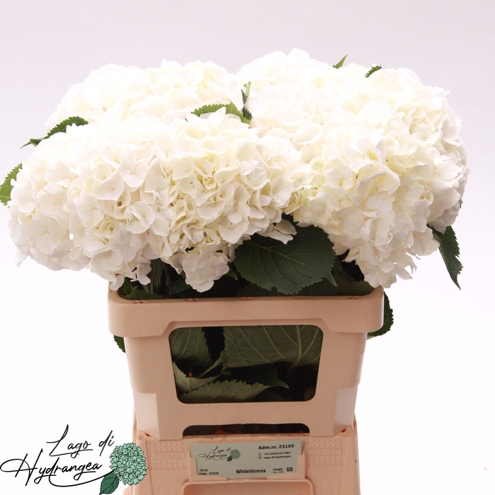 <h4>Hydr Verena White De Munck</h4>