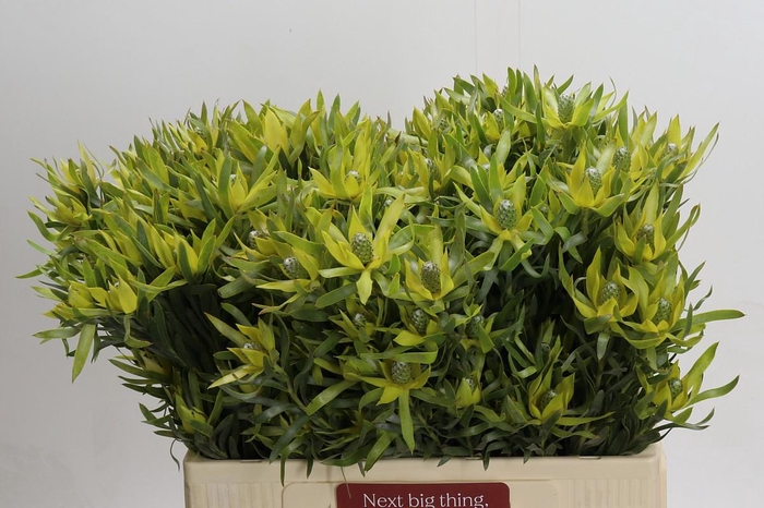 Leucadendron Pisa Spray