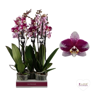 Phalaenopsis Barcelona - 3 tak 70cm