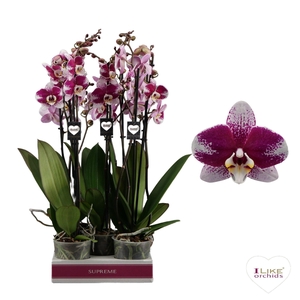Phalaenopsis Barcelona - 3 tak 70cm