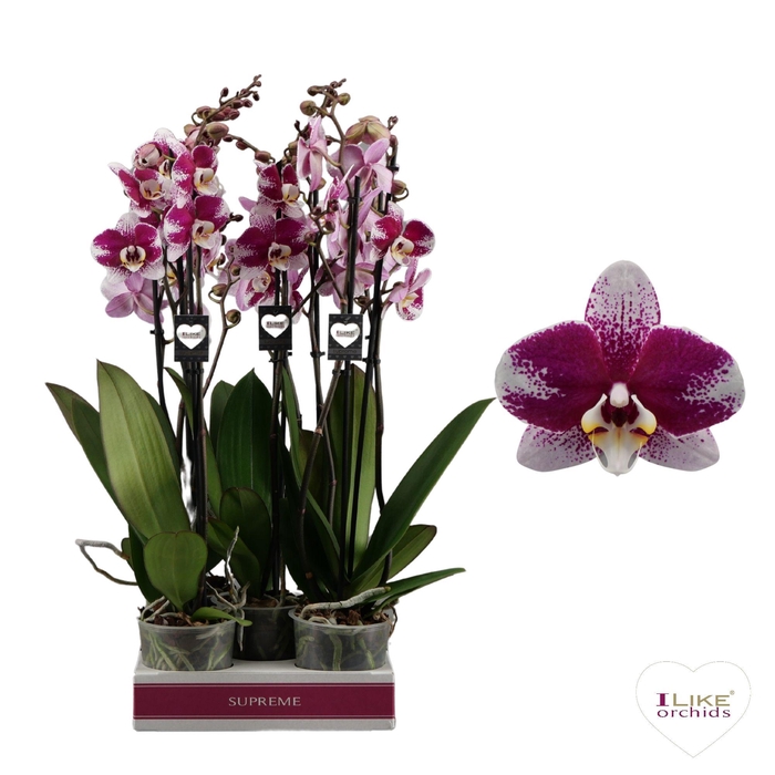 <h4>Phalaenopsis Barcelona - 3 tak 70cm</h4>