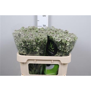 Astr Billion Star Xl