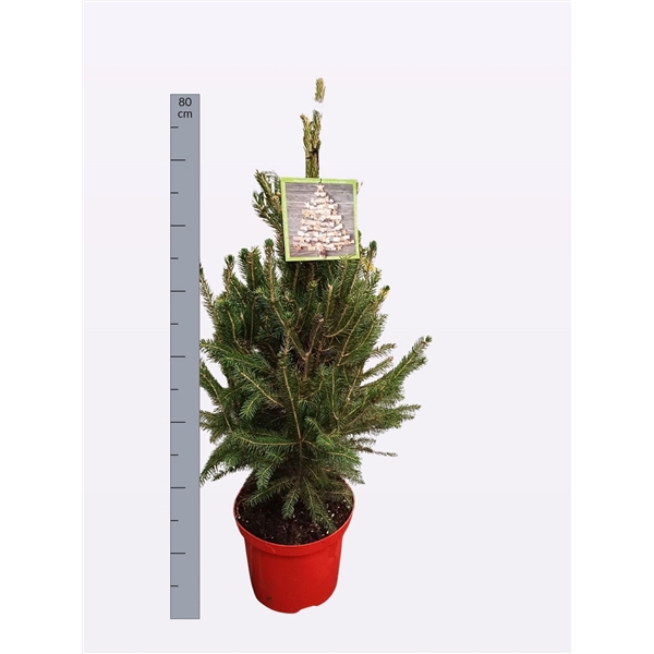 <h4>Picea glauca 'Super Green' 80 cm, P23</h4>