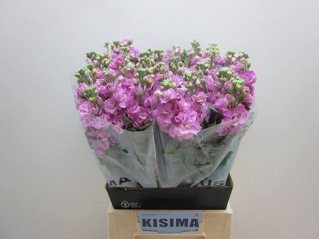 <h4>VIOLIER IRON PINK ZWARTE EMMER</h4>