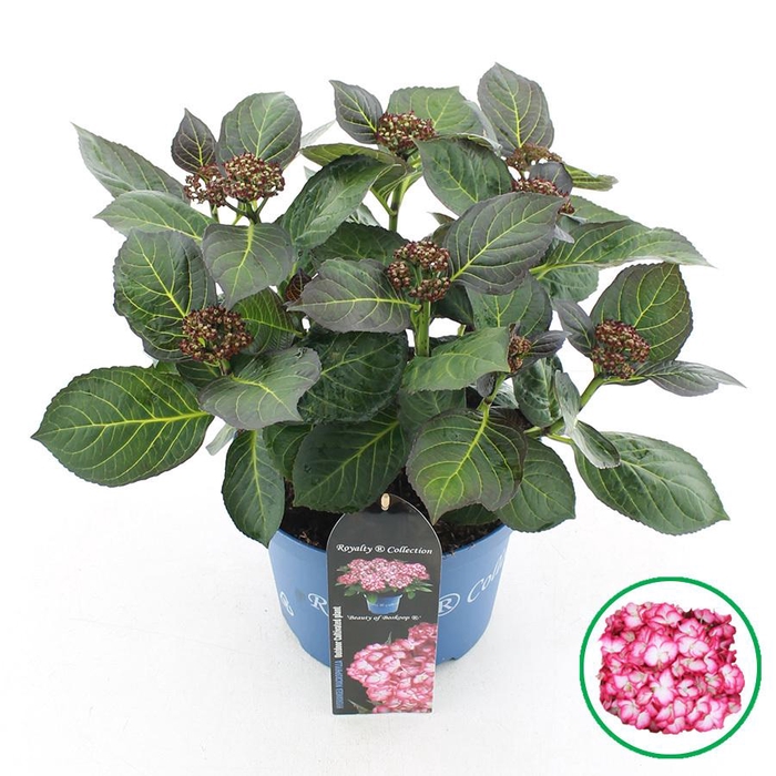 <h4>Hydrangea macr. Royalty® 'Beauty of Boskoop'® C5 (23cm.) Kn.</h4>