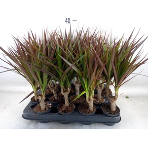 Dracaena marg. 'Magenta'