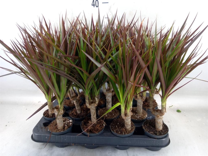 <h4>Dracaena marg. 'Magenta'</h4>