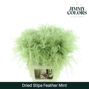 Dried Stipa Feather Mint