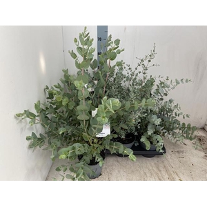 EUCALYPTUS