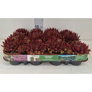 Sempervivum   ...