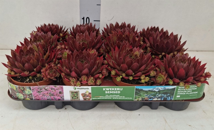 <h4>Sempervivum   ...</h4>