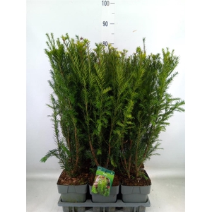 Taxus baccata