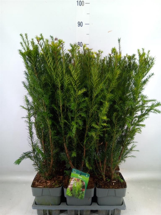 <h4>Taxus baccata</h4>