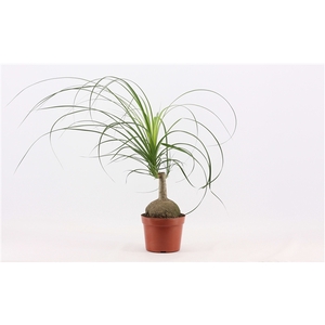 Beaucarnea bol 17 cm (1 kop)