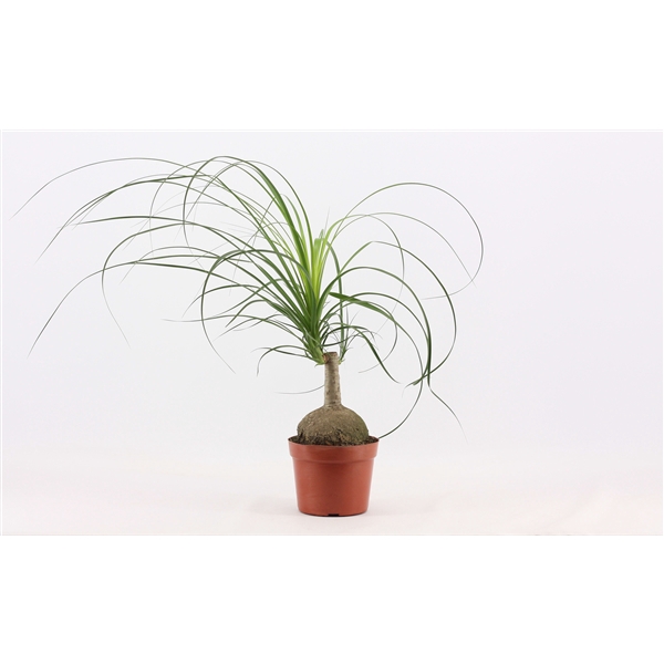 <h4>Beaucarnea bol 17 cm (1 kop)</h4>