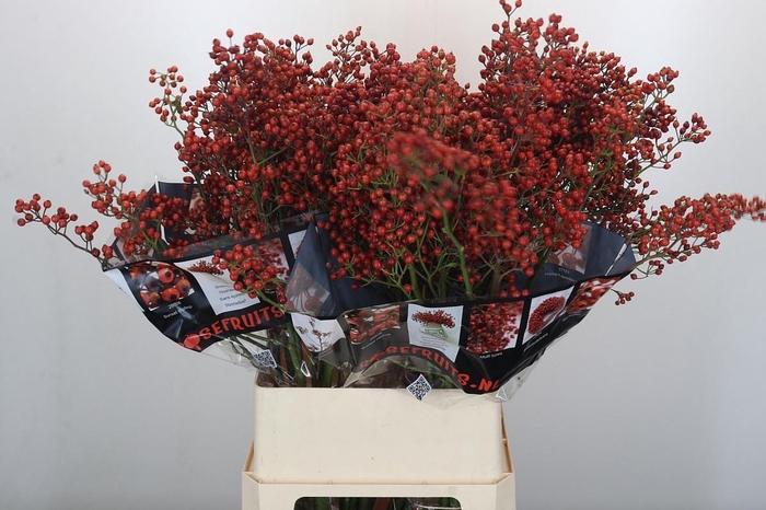 <h4>ROSA AUT ROSEFRUITS</h4>