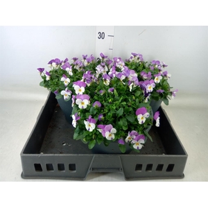 Viola corn. 'Evo Mini Pink Wing'