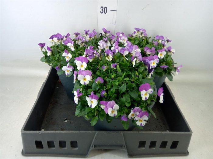 <h4>Viola corn. 'Evo Mini Pink Wing'</h4>