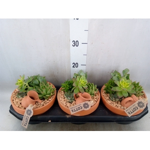 Arr.  Succulents L%