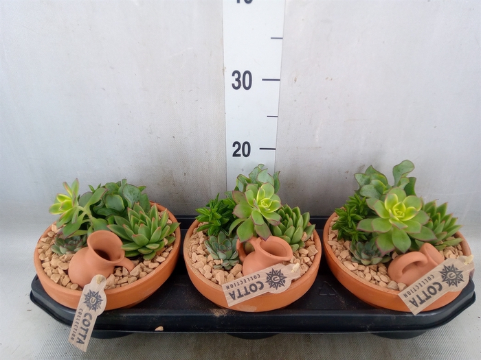 <h4>Arr.  Succulents L%</h4>