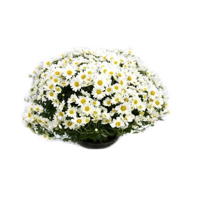 CRISANTEMO BOLA BELGA P20 BRANCO