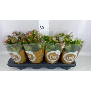 Schlumbergera   ...