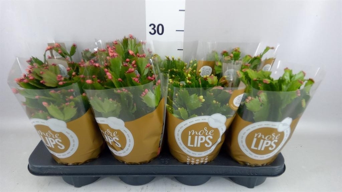 <h4>Schlumbergera   ...</h4>