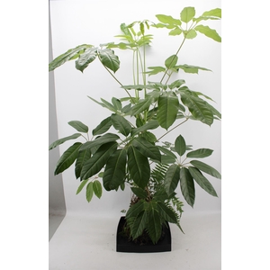 Arr.   Kamerplant Groen H%